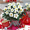 Hellebore Christmas Carol Hellebore Christmas Carol