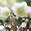 Hellebore Christmas Carol Hellebore Christmas Carol