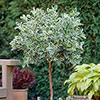 Euonymus Emerald Gaiety Standard Trees Euonymus Emerald Gaiety Standard Trees