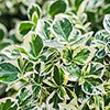 Euonymus Emerald Gaiety Standard Trees Euonymus Emerald Gaiety Standard Trees