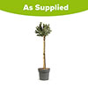 Euonymus Emerald Gaiety Standard Trees Euonymus Emerald Gaiety Standard Trees