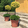 Euonymus Emerald n Gold Standard Trees Euonymus Emerald n Gold Standard Trees