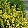 Euonymus Emerald n Gold Standard Trees Euonymus Emerald n Gold Standard Trees