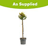 Euonymus Emerald n Gold Standard Trees Euonymus Emerald n Gold Standard Trees