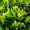 Euonymus Green Spire Euonymus Green Spire