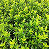 Euonymus Green Spire Euonymus Green Spire