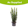 Euonymus Green Spire Euonymus Green Spire