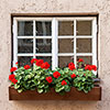 Geranium Decora Balcony Red Geranium Decora Balcony Red