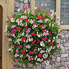 Geranium Reach-out Mix Geranium Reach-out Mix