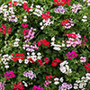 Geranium Reach-out Mix Geranium Reach-out Mix