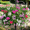 Geranium Reach-out Mix Geranium Reach-out Mix