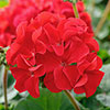 Geranium Summer Lovers Dark Red Geranium Summer Lovers Dark Red