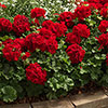 Geranium Summer Lovers Dark Red Geranium Summer Lovers Dark Red