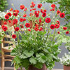 Geum Firestarter Geum Firestarter