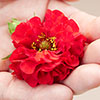 Geum Firestarter Geum Firestarter