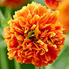 Geum Orange Pumpkin