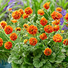 Geum Orange Pumpkin