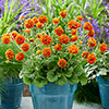 Geum Orange Pumpkin