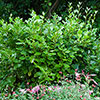 Griselinia Green Horizon Griselinia Green Horizon