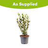 Griselinia Green Horizon Griselinia Green Horizon
