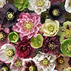 Hellebore Queen Mix Hellebore Queen Mix