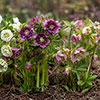 Hellebore Queen Mix Hellebore Queen Mix