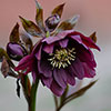 Hellebore Queen Mix Hellebore Queen Mix