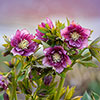 Hellebore Queen Mix Hellebore Queen Mix