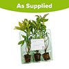 Hellebore Queen Mix Hellebore Queen Mix