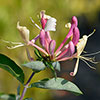 Lonicera Belgica Honeysuckle Lonicera Belgica Honeysuckle
