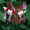 Lonicera Belgica Honeysuckle Lonicera Belgica Honeysuckle