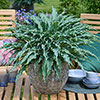 Hosta Silly String Hosta Silly String