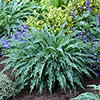 Hosta Silly String Hosta Silly String