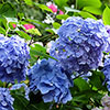 Hydrangea Blue Mophead Standards