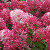 Hydrangea Diamant Rouge Hydrangea Diamant Rouge