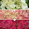 Hydrangea Diamant Rouge Hydrangea Diamant Rouge