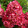 Hydrangea Diamant Rouge Hydrangea Diamant Rouge