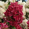 Hydrangea Diamant Rouge Hydrangea Diamant Rouge