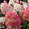 Hydrangea Diamant Rouge Hydrangea Diamant Rouge