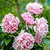 Peony Sarah Bernhardt