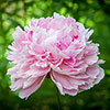 Peony Sarah Bernhardt