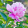Peony Sarah Bernhardt