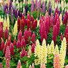 Lupin Russell Hybrids