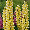 Lupin Russell Hybrids