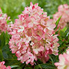 Hydrangea Groundbreaker Blush Hydrangea Groundbreaker Blush