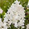 Hydrangea Groundbreaker Blush Hydrangea Groundbreaker Blush
