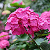 Hydrangea Pink Mophead Standards