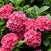 Hydrangea Pink Mophead Standards