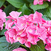 Hydrangea Pink Mophead Standards