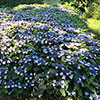 Hydrangea serrata Magic Pillow Hydrangea serrata Magic Pillow
